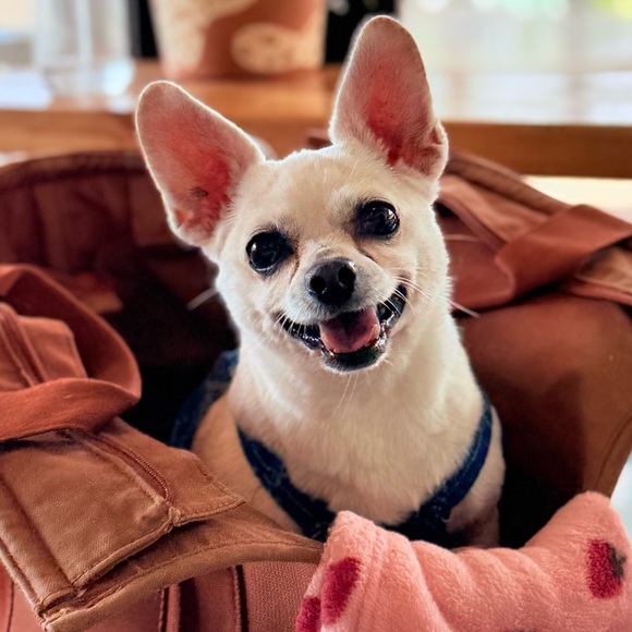 Meet your Posher, Kaman - Picture 2 of 2